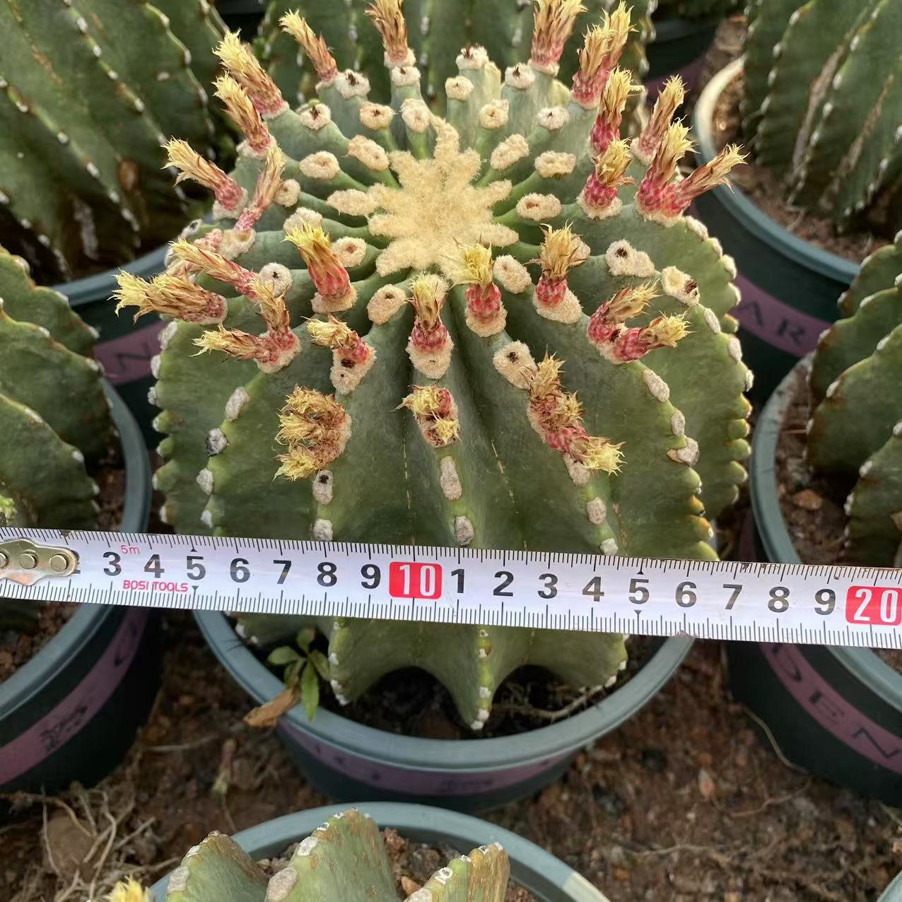 ZL619 刺無王冠竜（19cm pot）