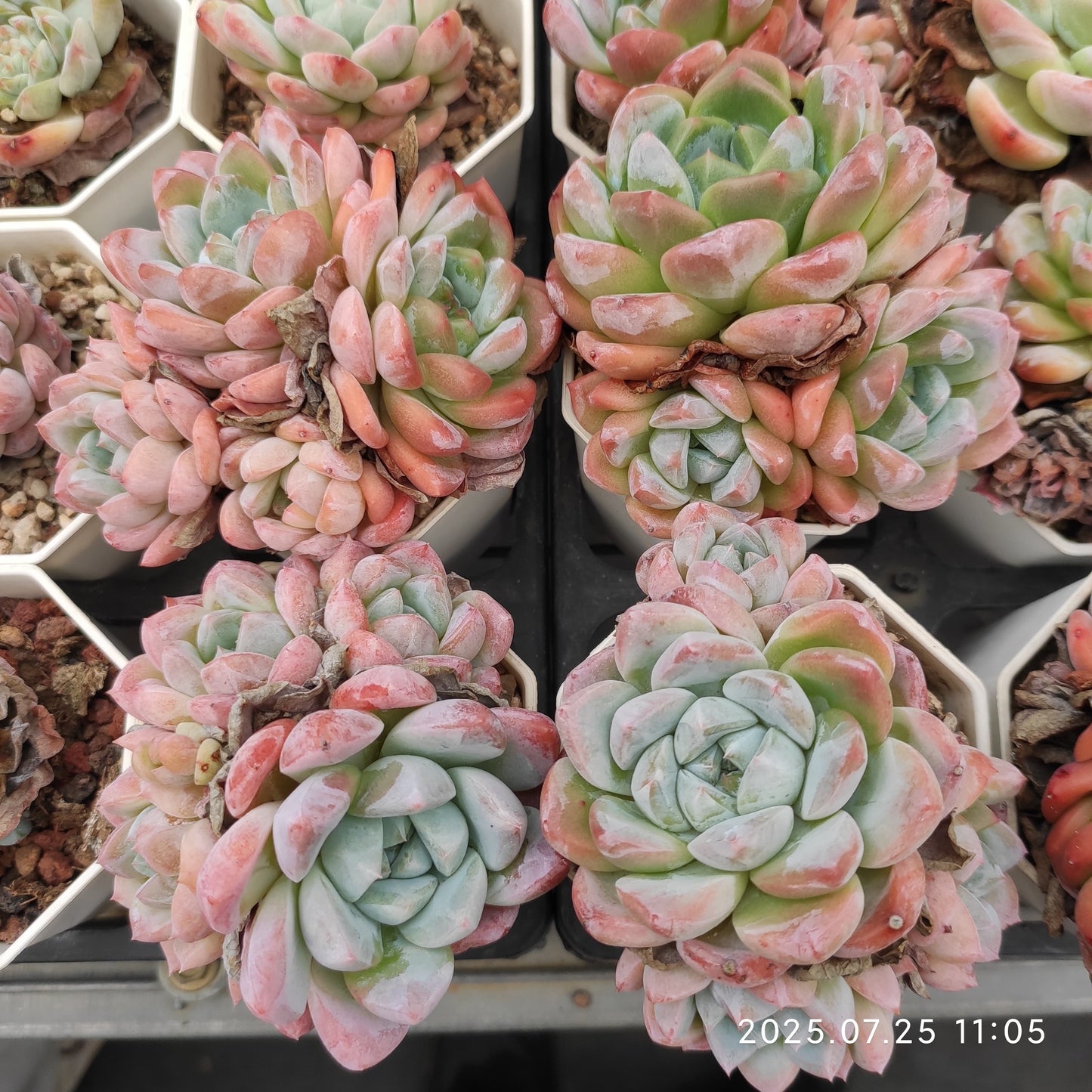 NGN598-POT アイスドール（7cm pot）