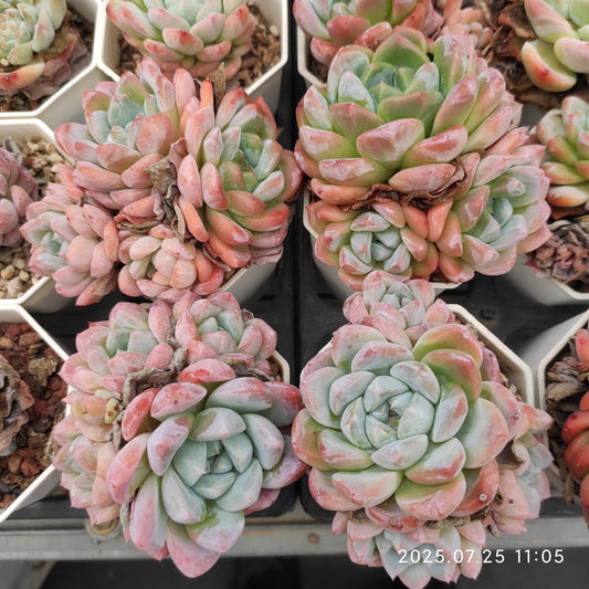 NGN598-POT アイスドール（7cm pot）