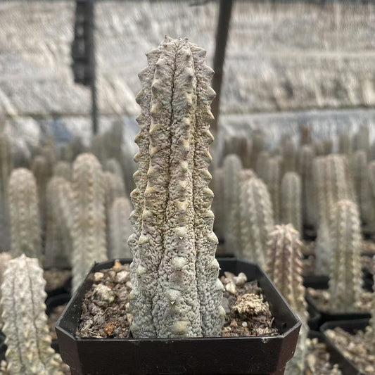 ZL126 ユーフォルビア　アブデルクリ（7cm pot）