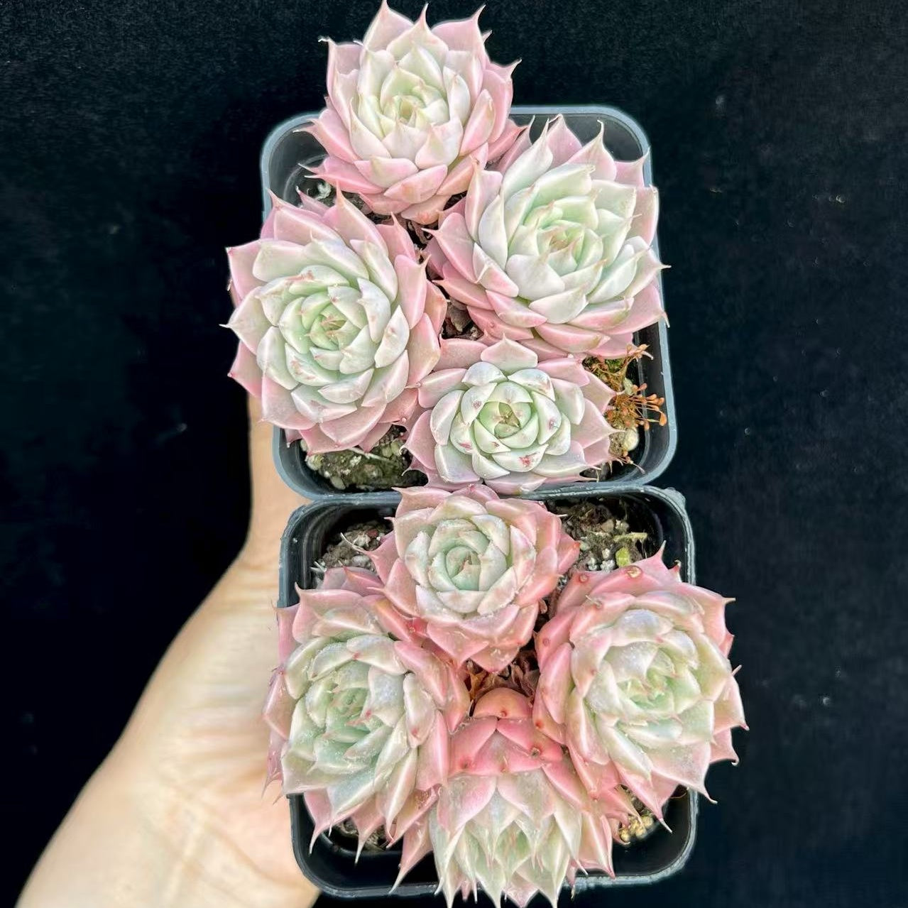 BL961-POT マーガレット錦(7cm pot）