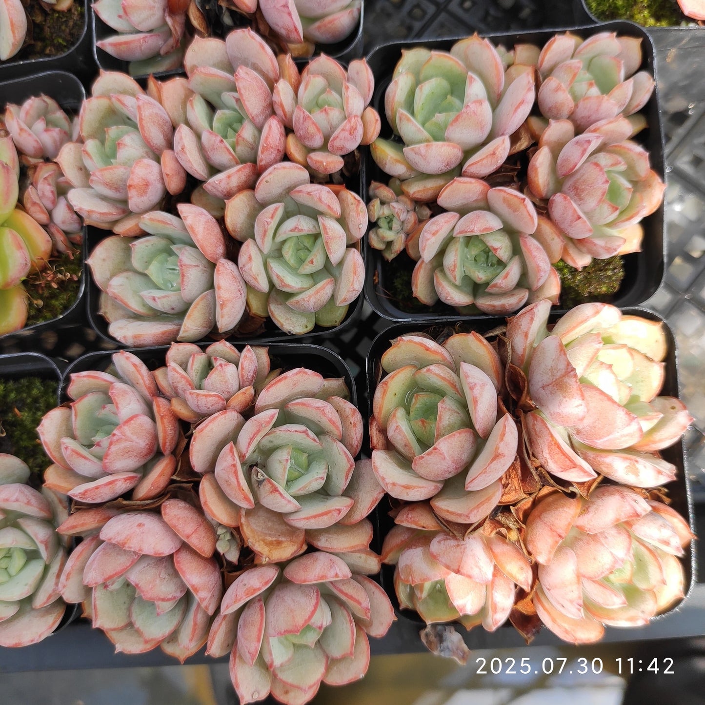 QN499-POT サブコリンボサ ラウ