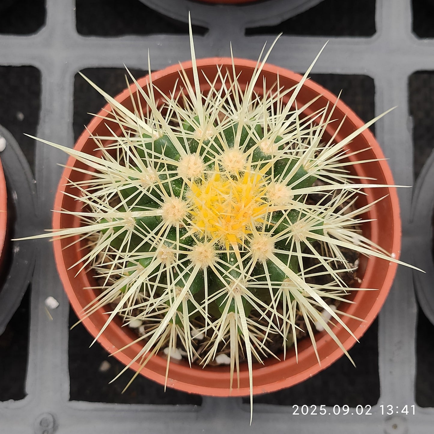 ZXX612 金鯱（9cm pot）