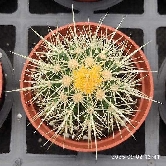 ZXX612 金鯱（9cm pot）