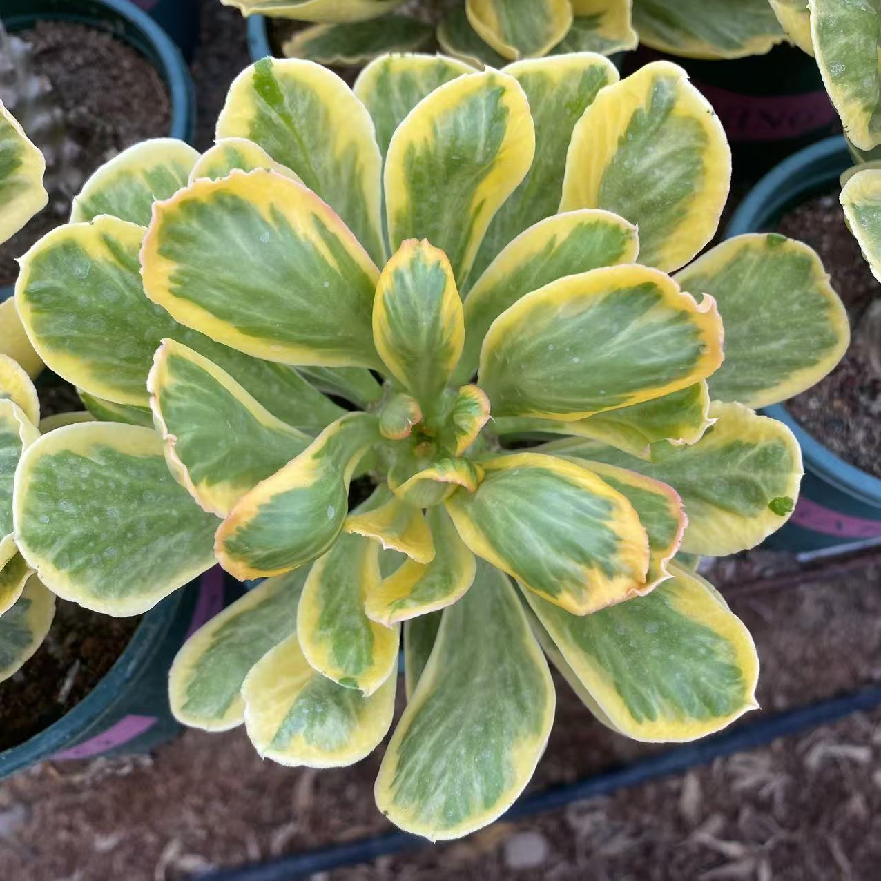 ZL551 ポイソニー錦（10cm pot）