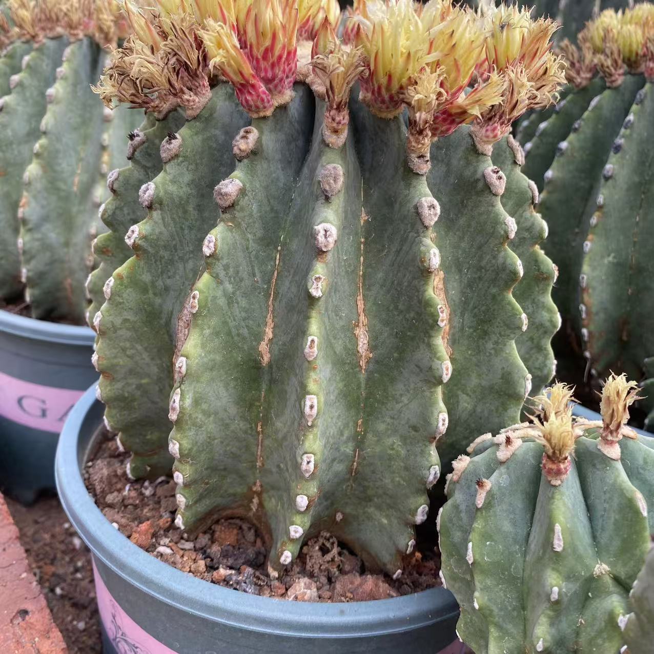 ZL619 刺無王冠竜（19cm pot）