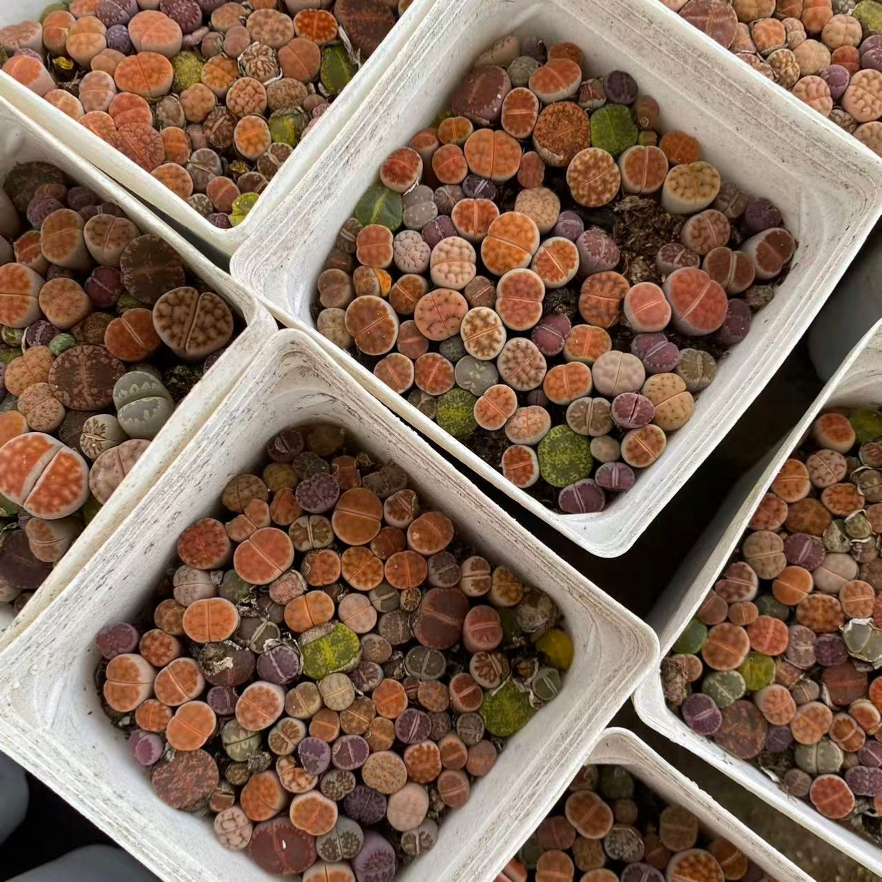 YNLH003-POT リトープス ミックス （7cm pot）