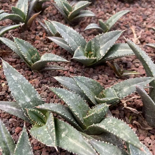 MH214 アガベ　チタノタ　ネプチューン(4cm pot）