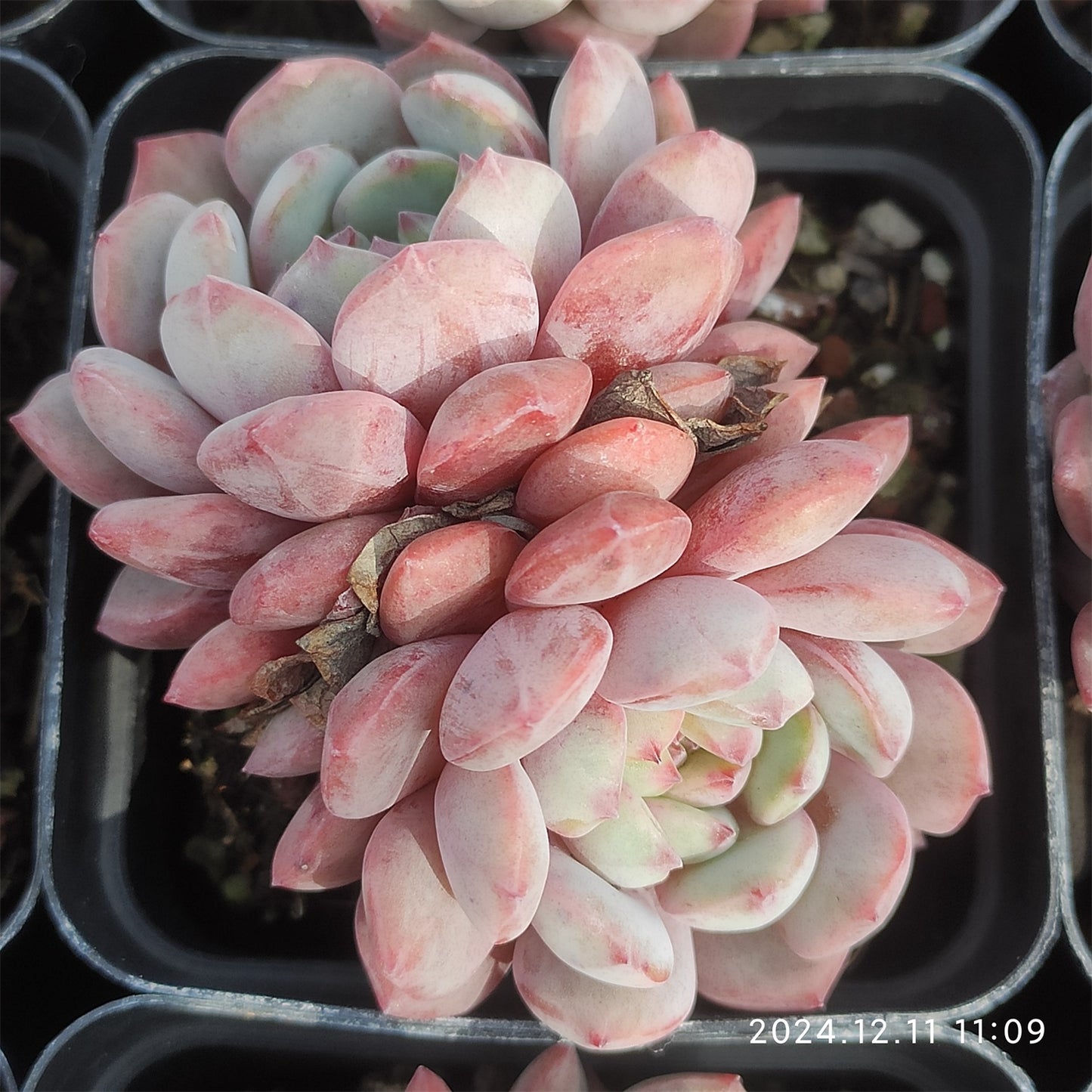 MMT618-POT マグパイ ブリッジ(7cm pot）