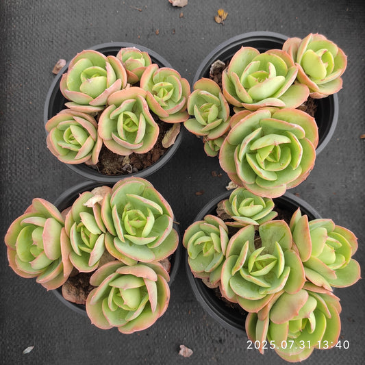 MMT630-POT ピーチプリデ