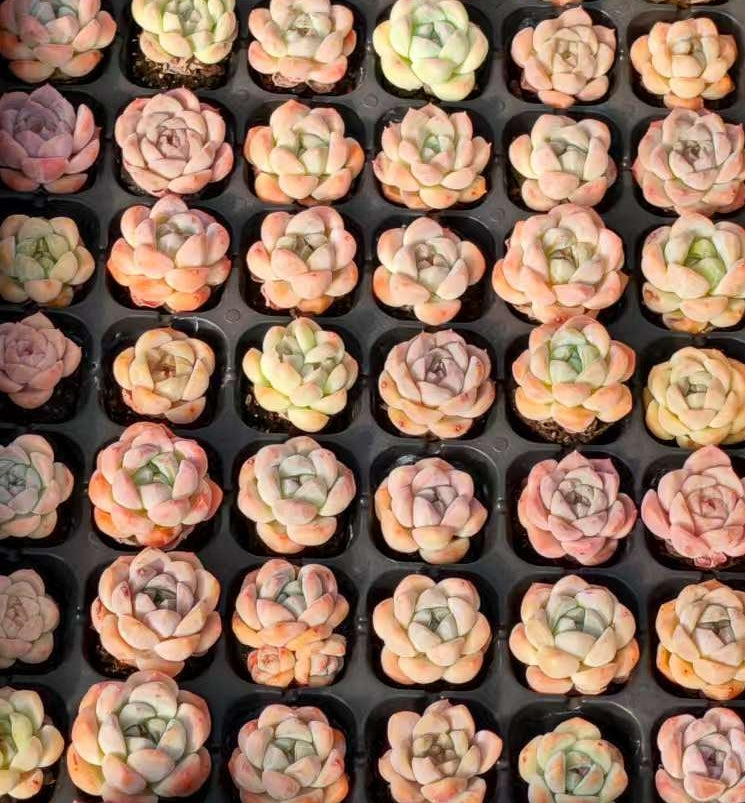 WT007 ミックス苗（3cm pot）