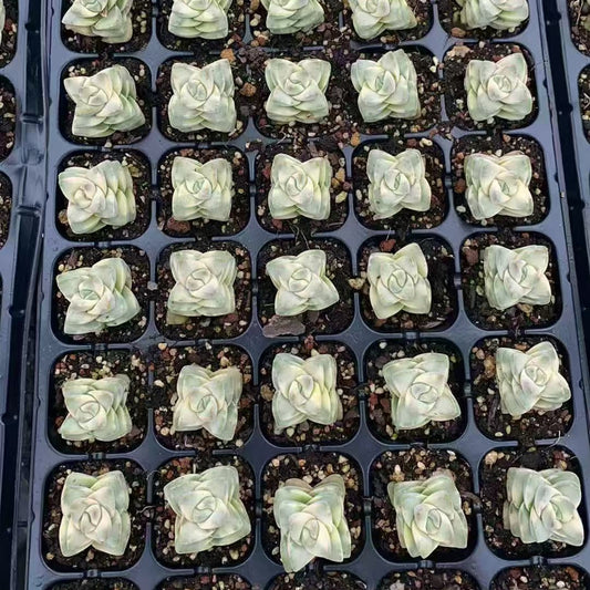 BL1992 ムーングロウ錦（3cm pot）