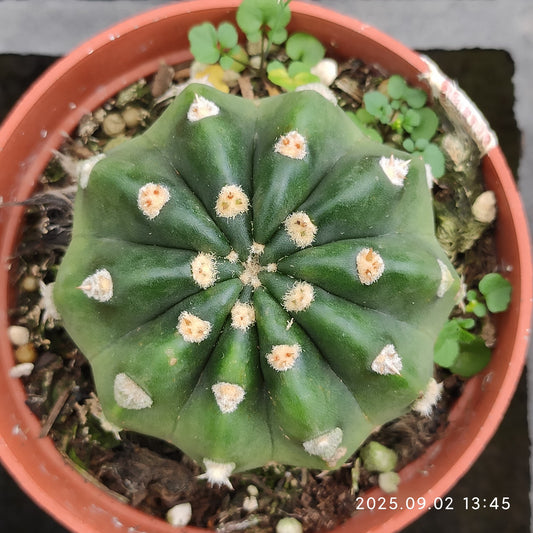 ZXX937  タビフローラー(7cm pot）