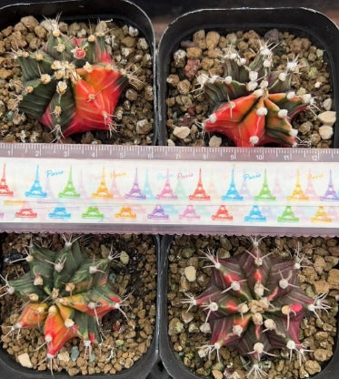 CS036-POT ミハノビッチ錦（7cm pot）