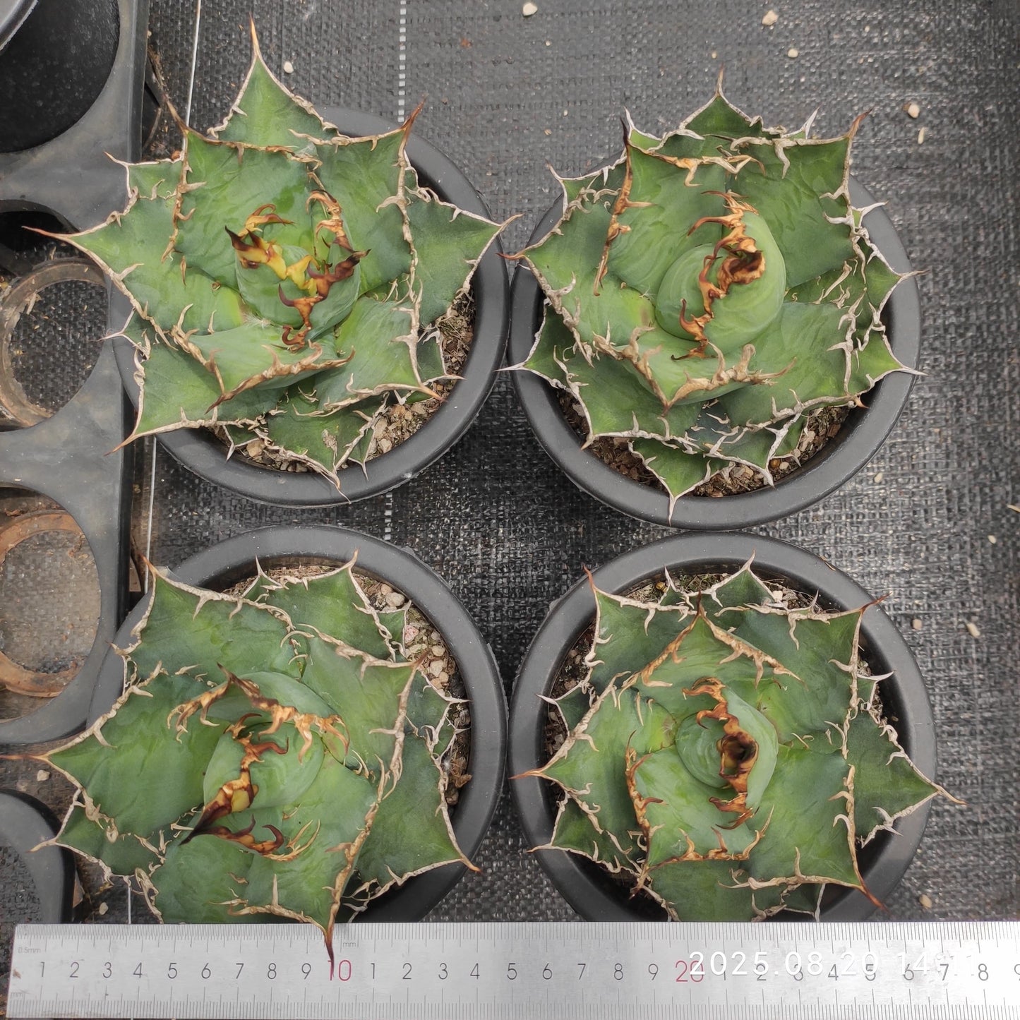 ON631 アガベ　チタノタ　魔丸（15cm pot）