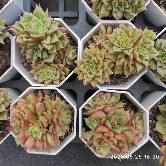 DQ002-POT テスラ（7cm pot）