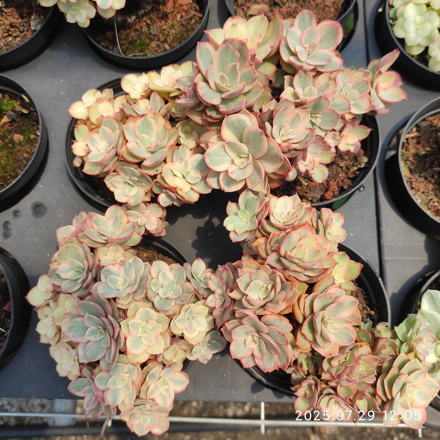 ZZA314-POT スヨン　錦（9 cm pot）