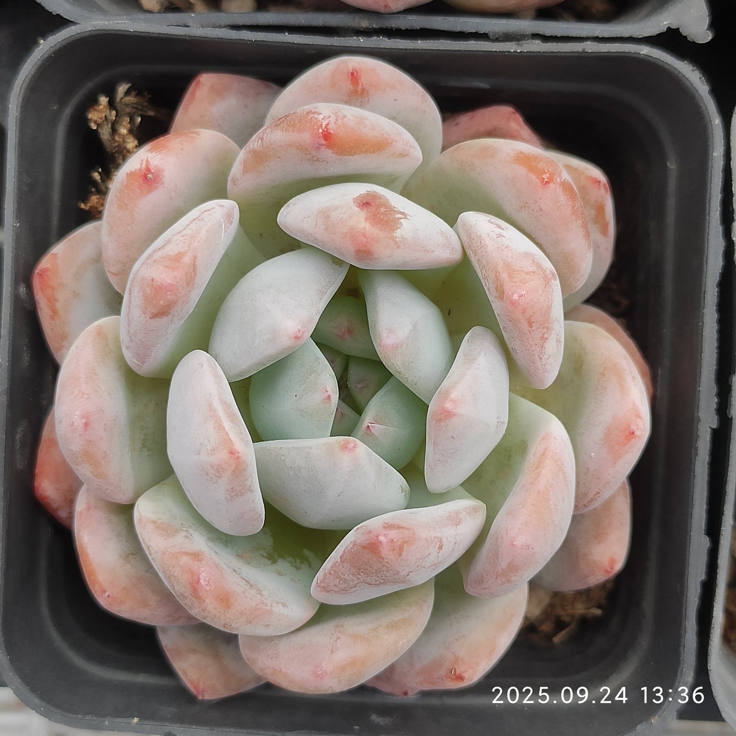 HM207 オレンジモンロー（7cm pot）