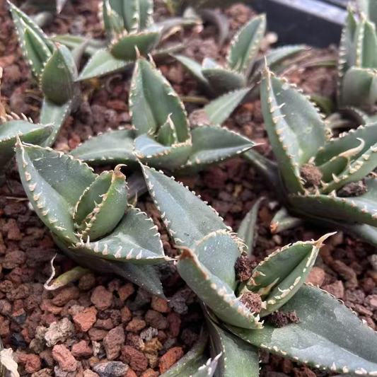 アガベ（抜き苗）（現品） – Hananogen