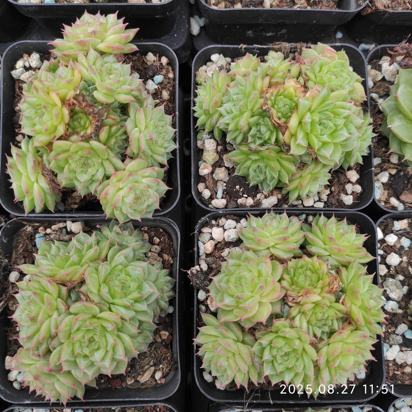 XQ824-POT マルガン（5.5cm pot）