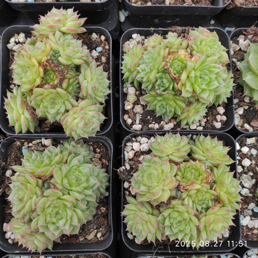 XQ824-POT マルガン（5.5cm pot）