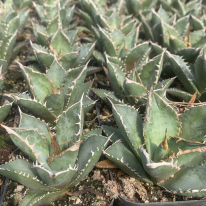 アガベ　ジェントリー　3苗 抜き苗 アガベ ジェントリー ジョーズ 抜き苗販売【お買い逃し厳禁