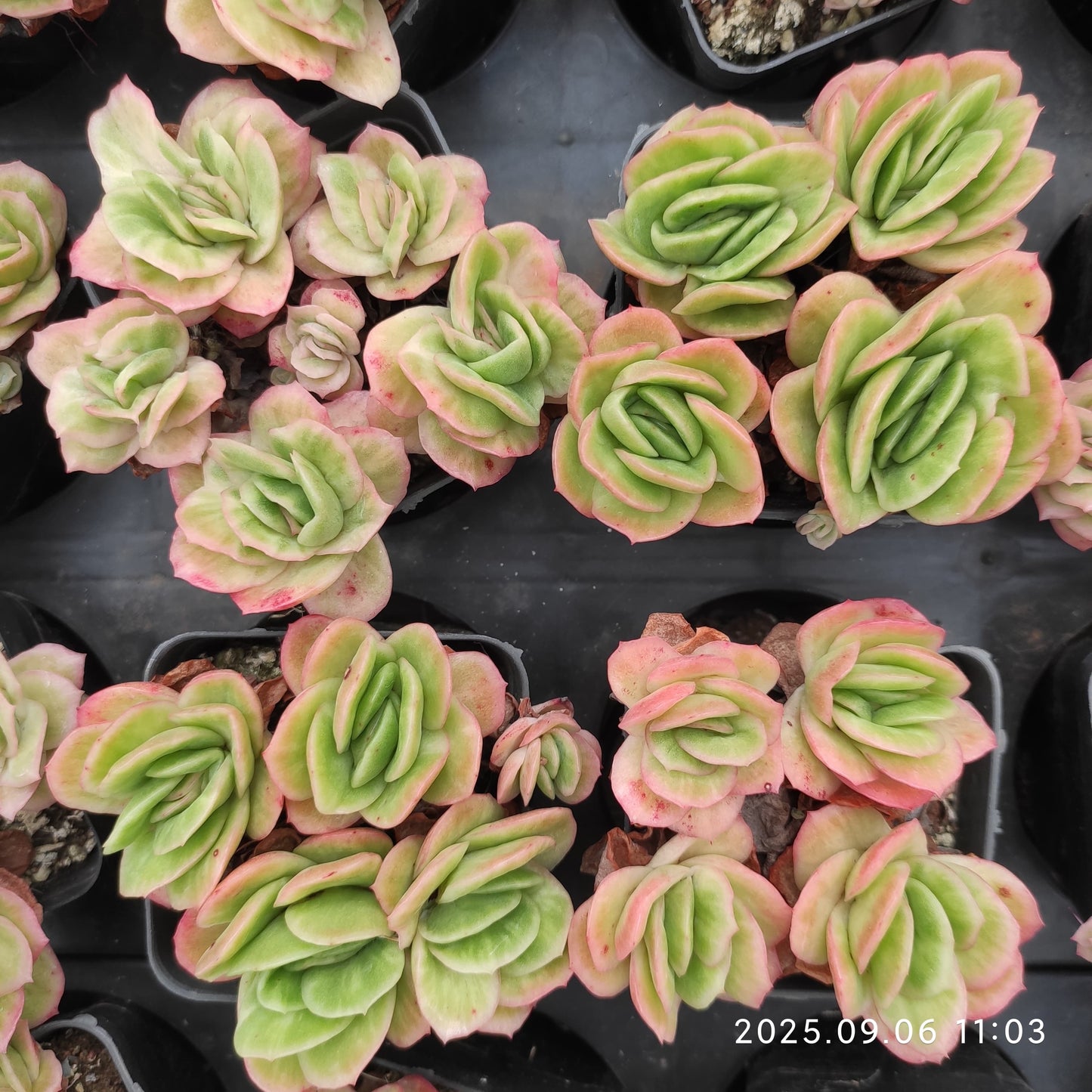 RC021-POT アイスローズ（7cm pot）