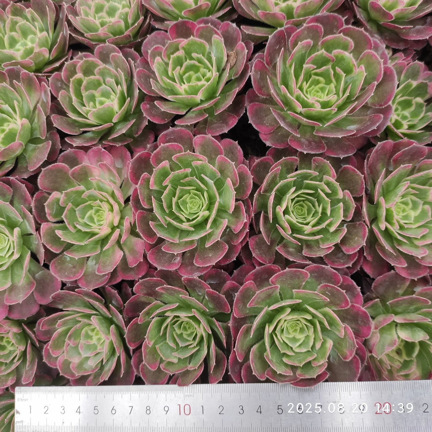 ON637-POT ホワイト　ムーンライト（7cm pot）