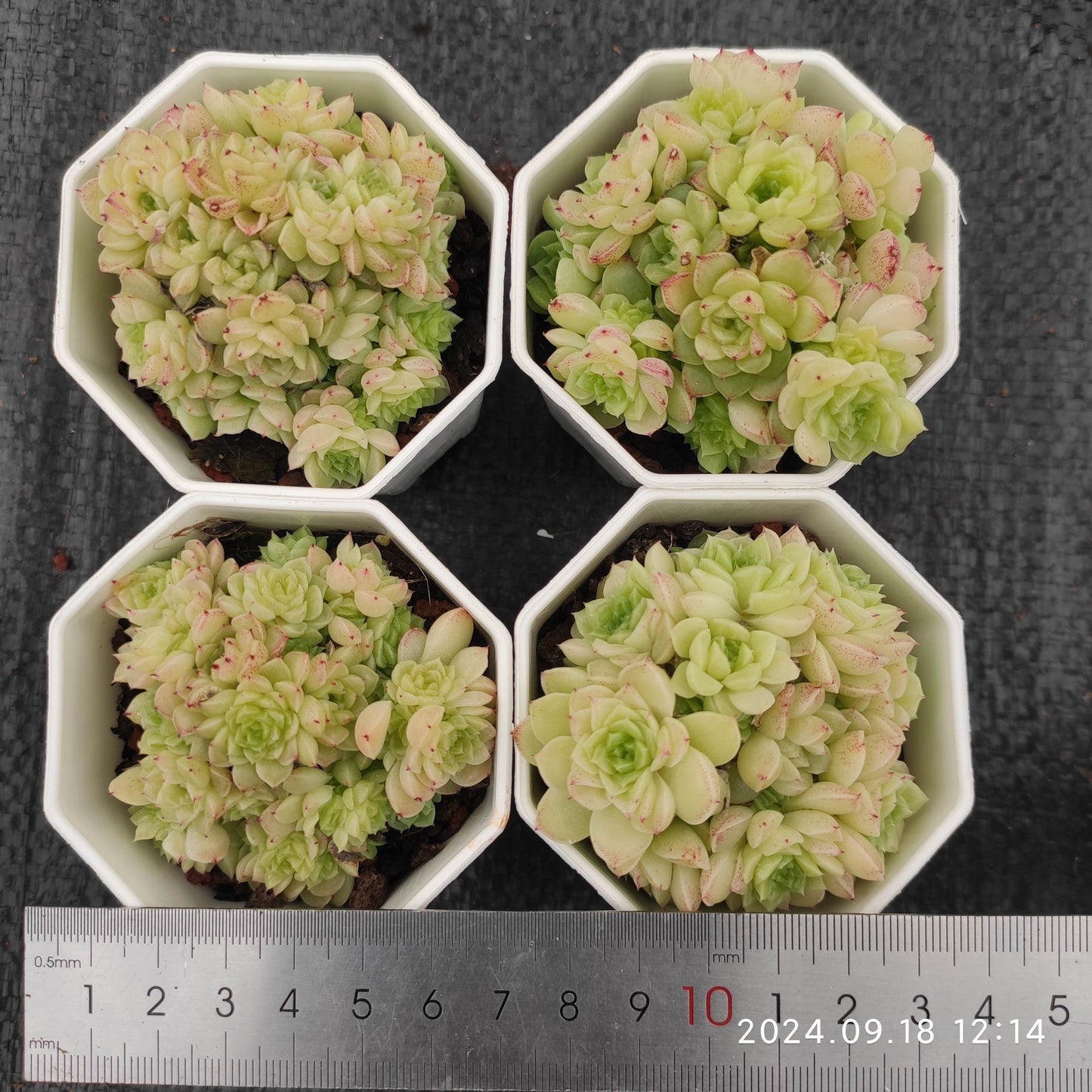 XQ1346-POT ラウンド　マルギャン(7cm pot）