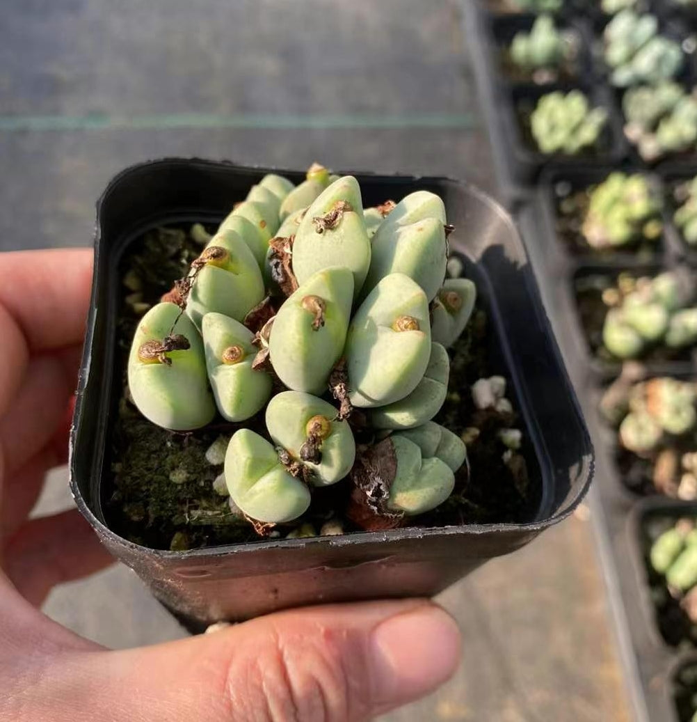 コノフィツム（ポット苗）（30%OFFセール） – Hananogen