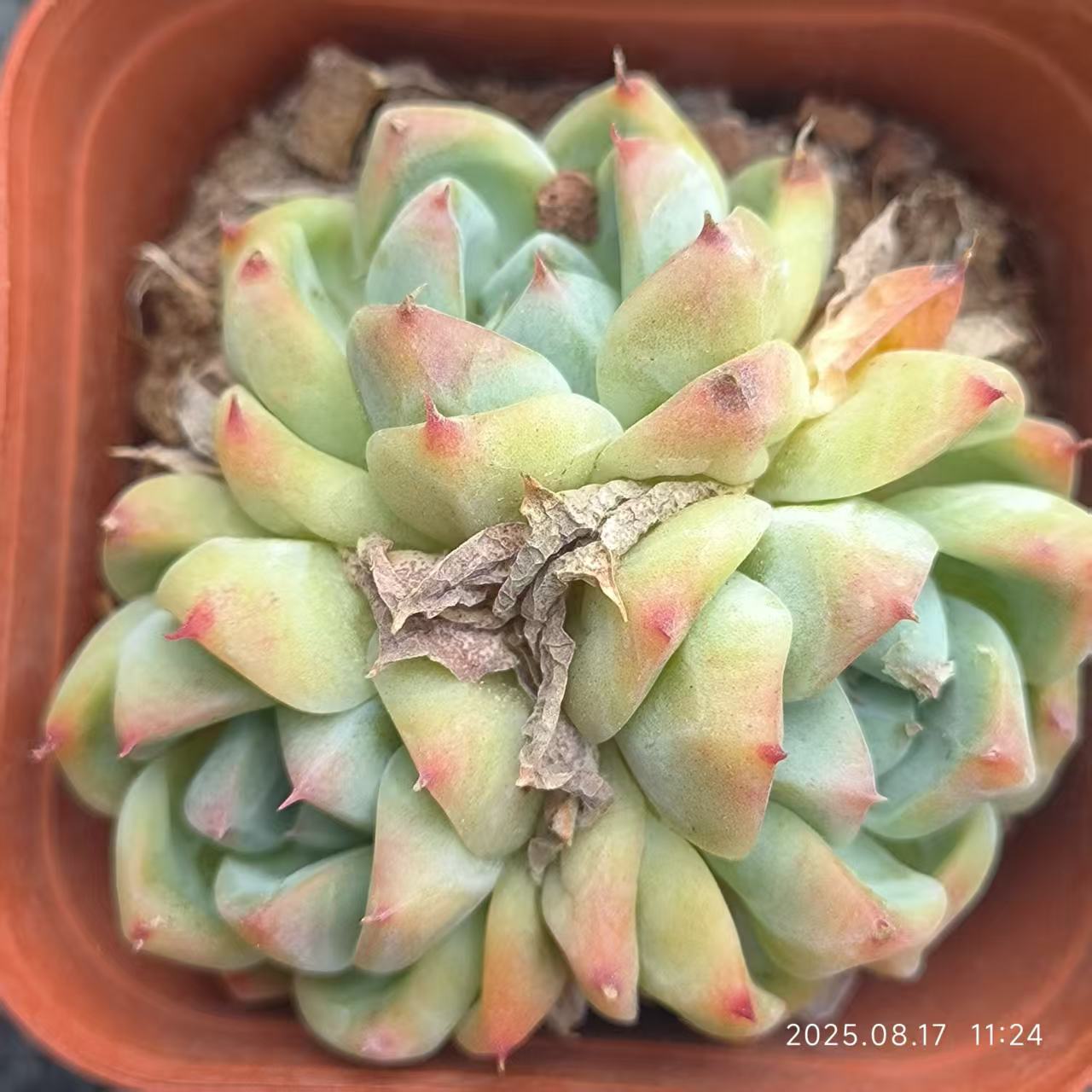 DX006-POT ドリームスーツ (6.5cm pot)