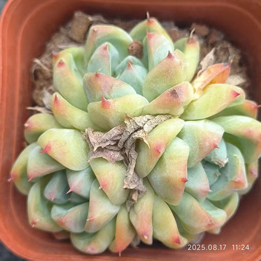 DX006-POT ドリームスーツ (6.5cm pot)