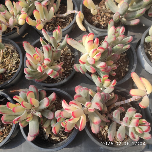 HM208 オルビキュラータ錦（11cm pot）