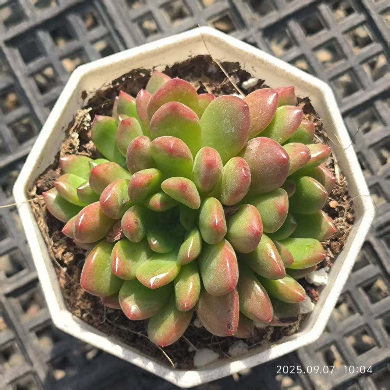 FFH063-POT ピンクルビー（6.5cm pot）