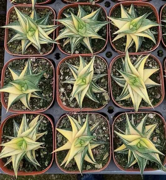 CS185-POT ハオルチア　リミフォリア錦(7cm pot）