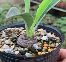 コーデックス （抜き苗)（現品） – Hananogen