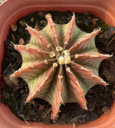 CS170-POT ステノプレウラム(7cm pot）