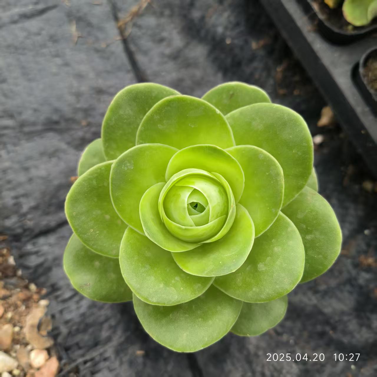 XS255-POT グリーノビア　エッグ（6.5cm pot）