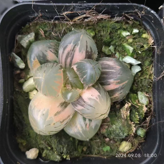 SJC372-POT OM錦(6.5cm pot）