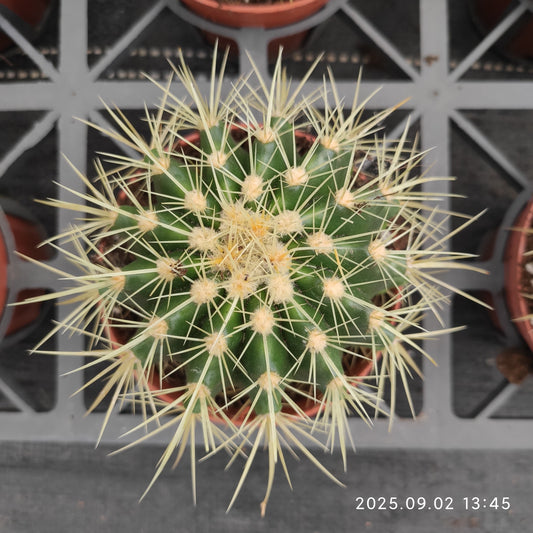 ZXX400 金鯱（9cm pot）