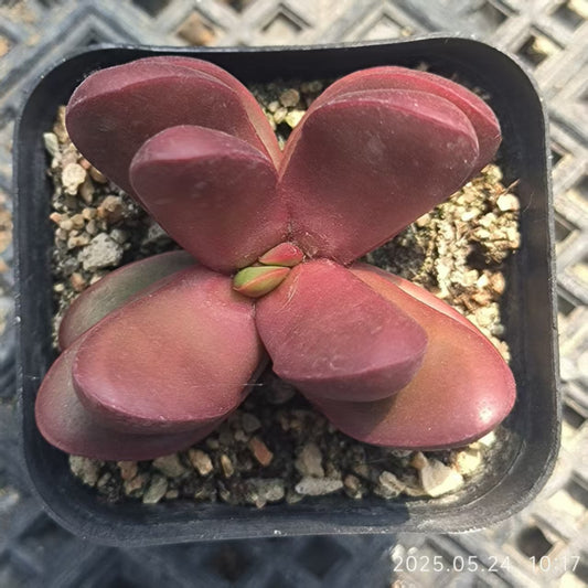 HH192 クラッスラ クラバータ(6.5cm pot）