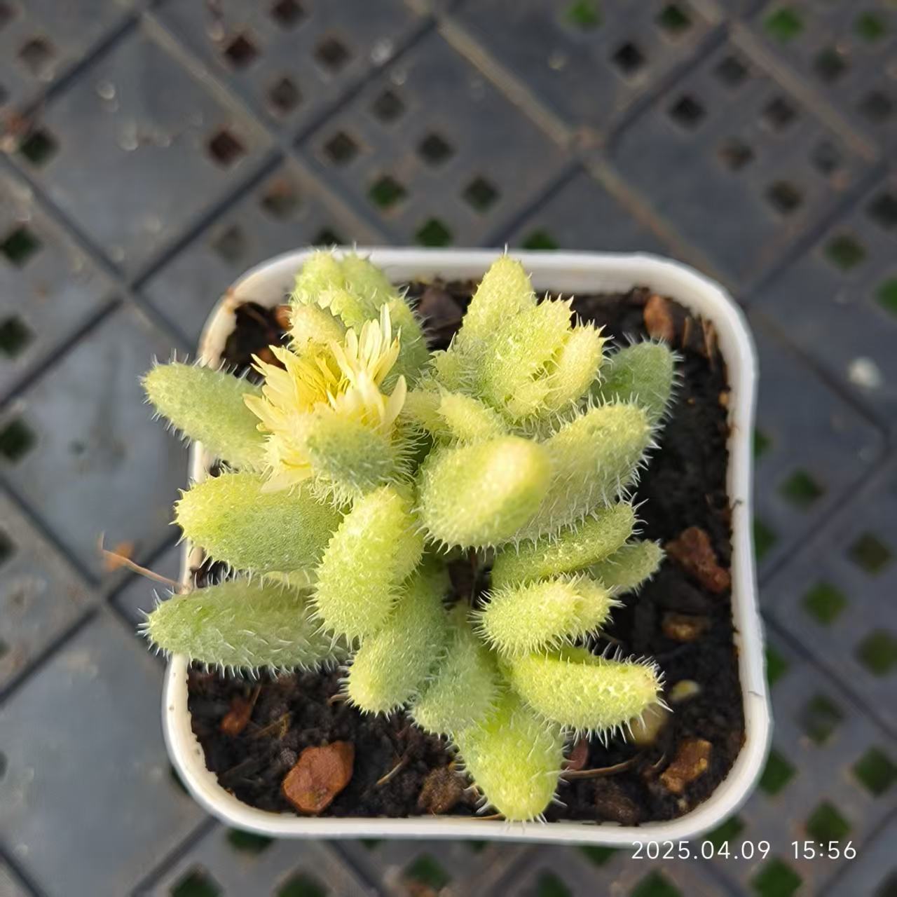 てんどん様　ご購入用　ドロサンテマム お買い得 早い者勝ち 人気ドロサンテマム キラキラ 20品種 2025