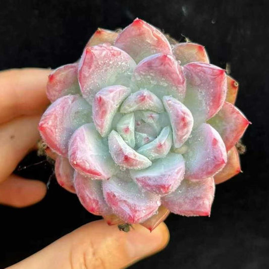 BL1490-POT ワイルドコロラータ（6.5cm pot）