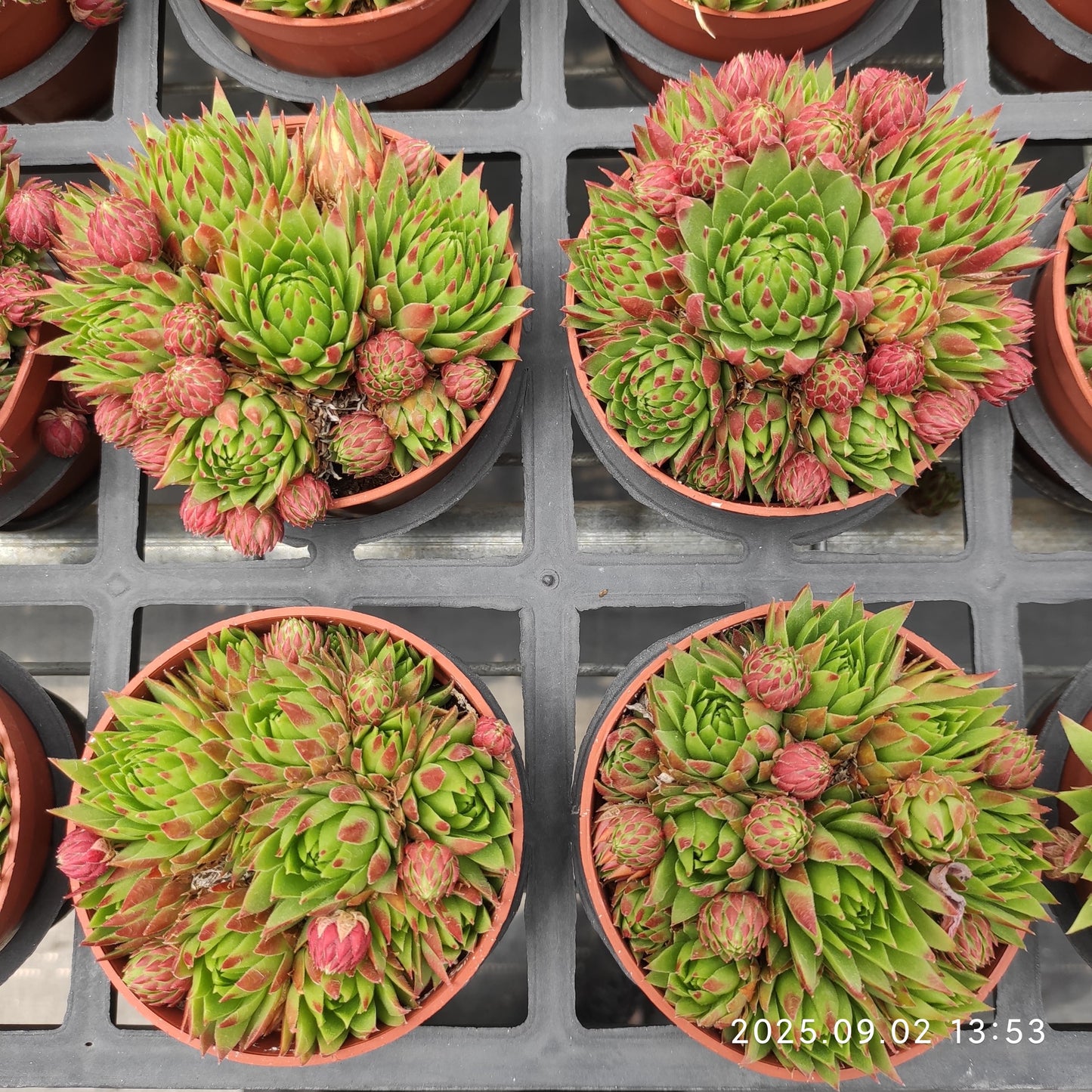 ZXX637-POT ジョブ　オーリアニー（9cm pot）