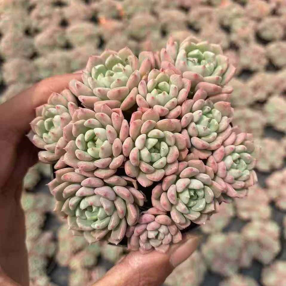 BL1487-POT キュートバブル（9cm pot）