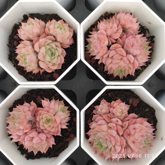 YBB133-POT シャーロットローズ（7cm pot）