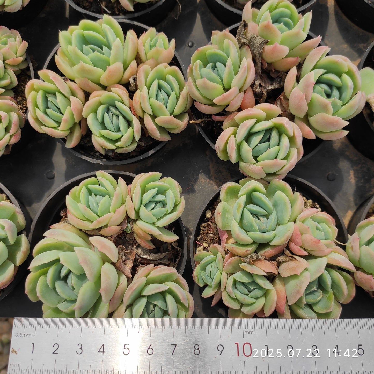 RC017-POT ベリー（9cm pot）