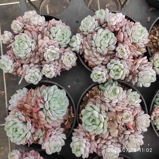 RC013-POT ルビン（9cm pot）