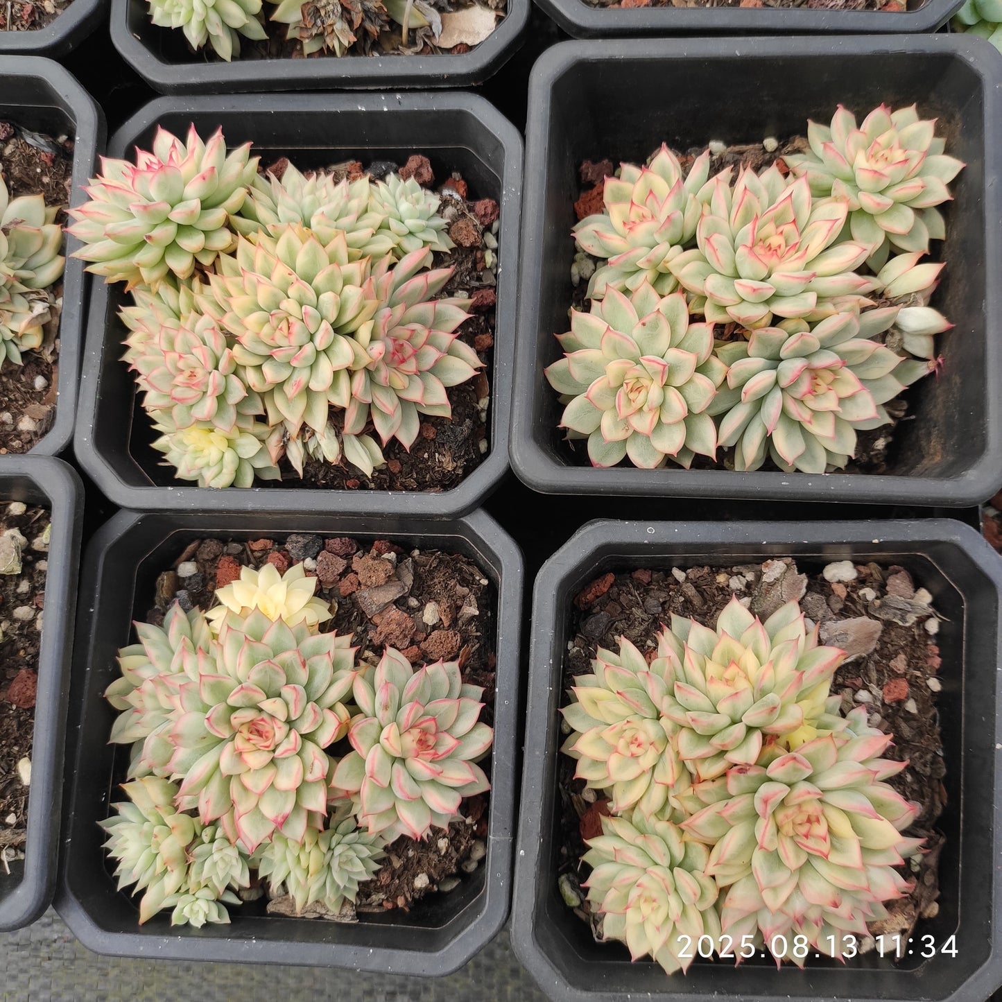 LB006-POT 女雛錦（9cm pot）