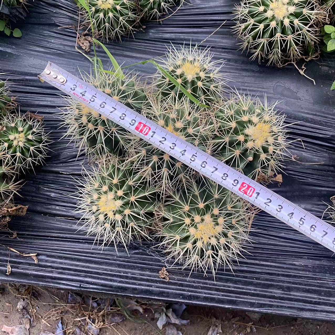 サボテン（抜き苗）（現品） – Hananogen